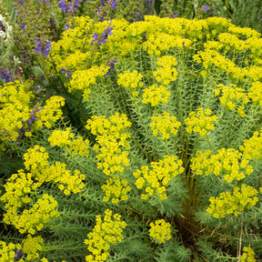 Euphorbe de Sibérie - Euphorbia seguieriana subsp. niciciana - Willemse