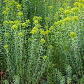 Euphorbia seguieriana subsp. niciciana - Euphorbe de Sibérie - Euphorbe