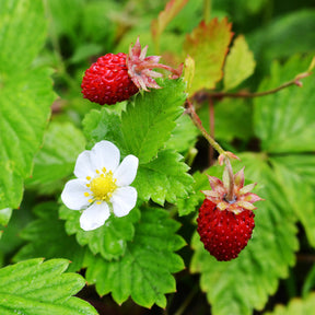 Fragaria vesca - Fraisier des bois - Fraisiers