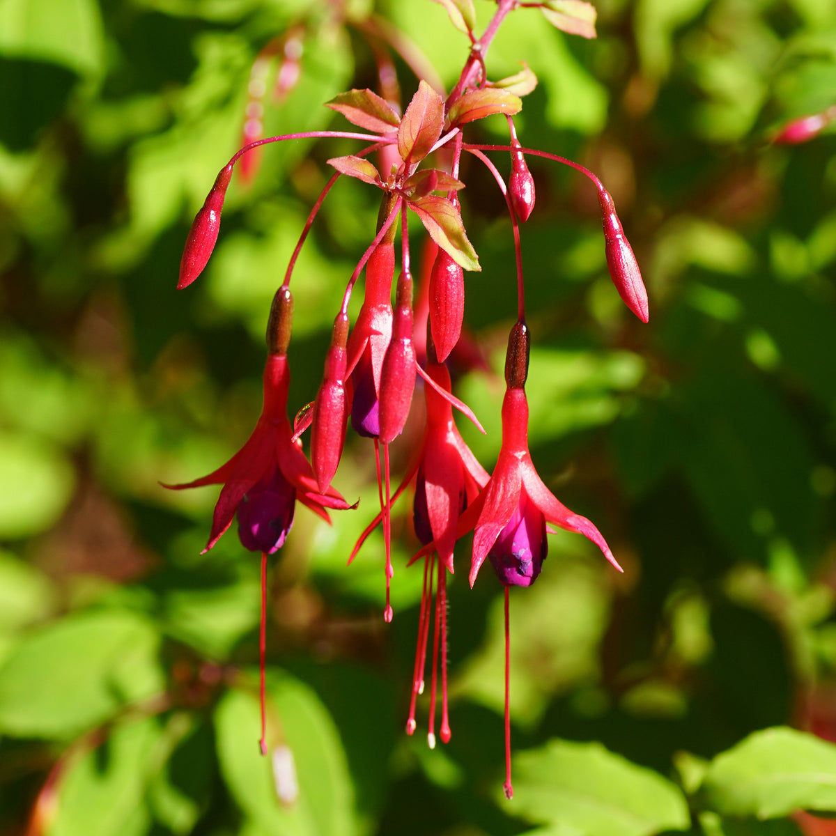 Fuchsia de Magellan Riccartonii - Willemse