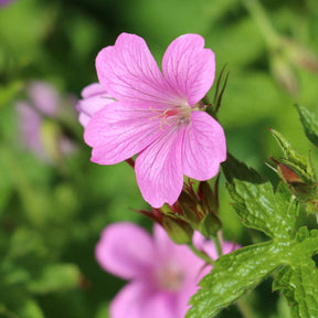 Geranium endressii - Géranium vivace d'Endress - Géraniums vivaces