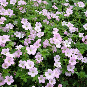 Geranium bremdream dreamland - Géranium vivace Dreamland - Géraniums vivaces