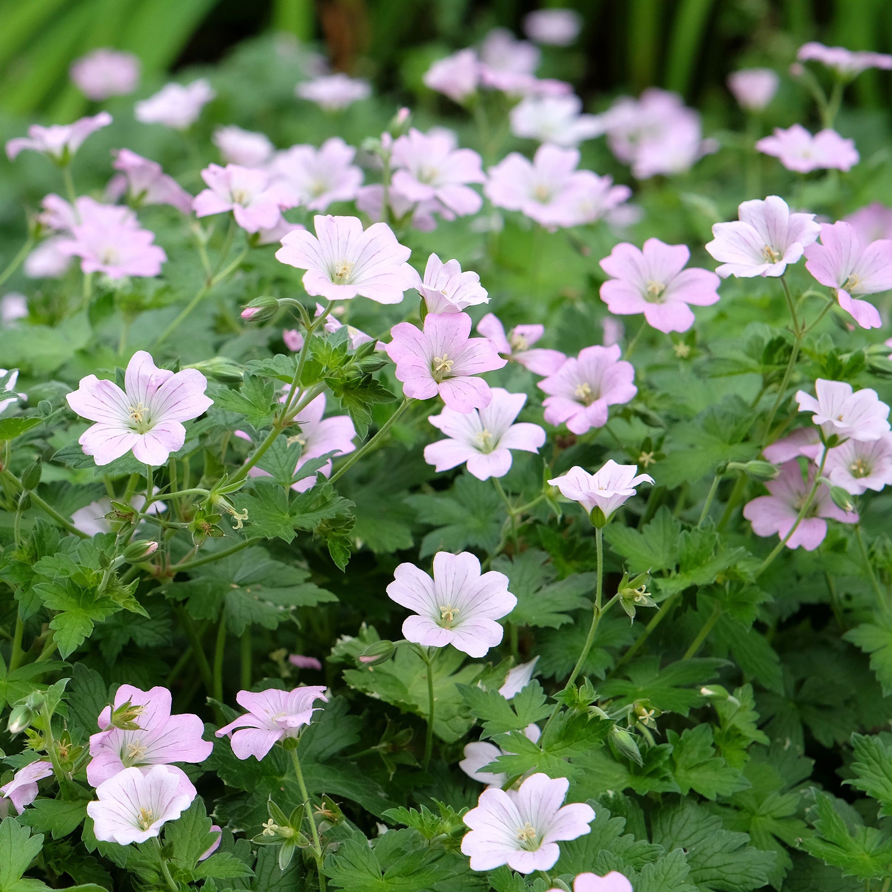 Géraniums vivaces - Géranium vivace Dreamland - Geranium bremdream dreamland