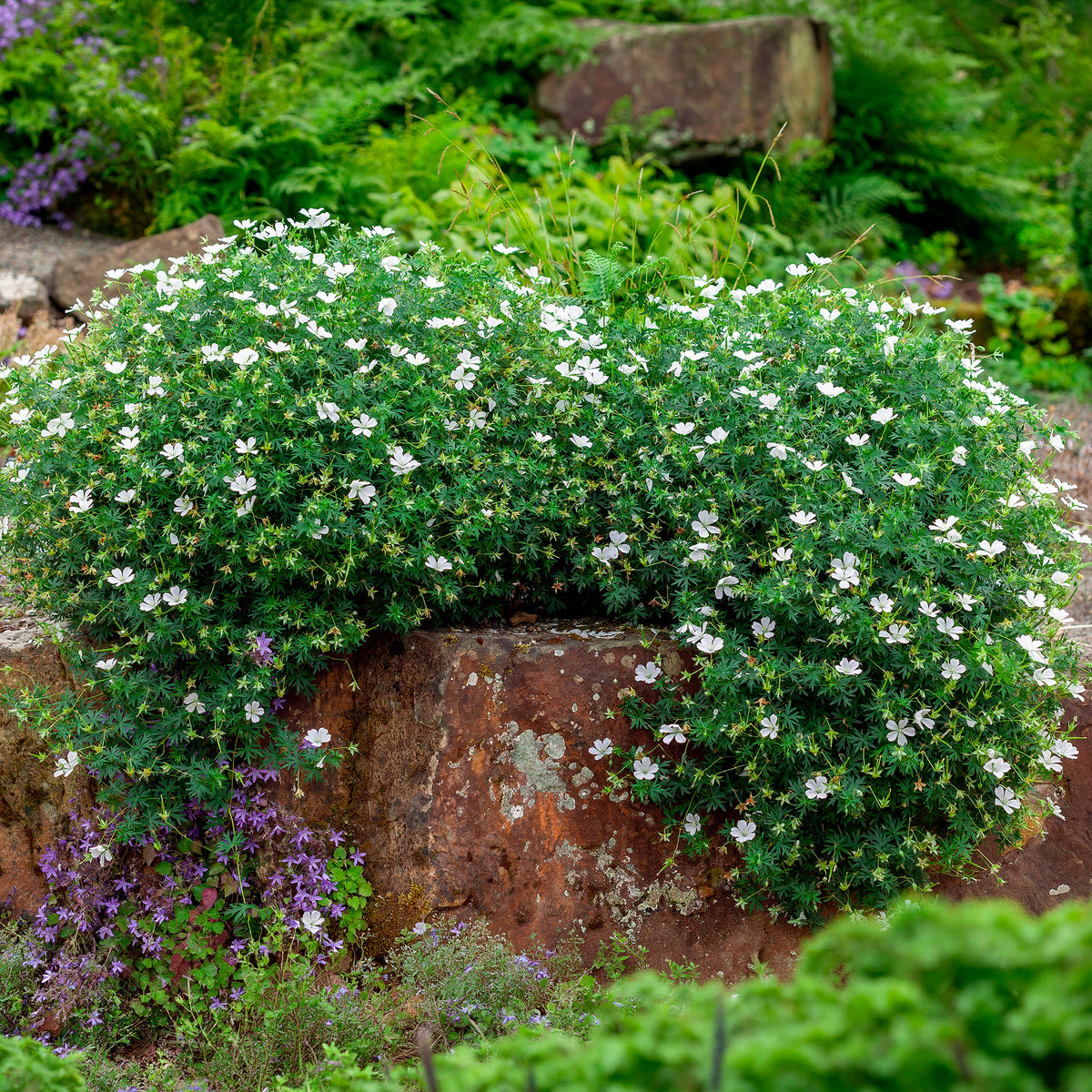 Géranium vivace Album - Geranium sanguineum Album - Willemse
