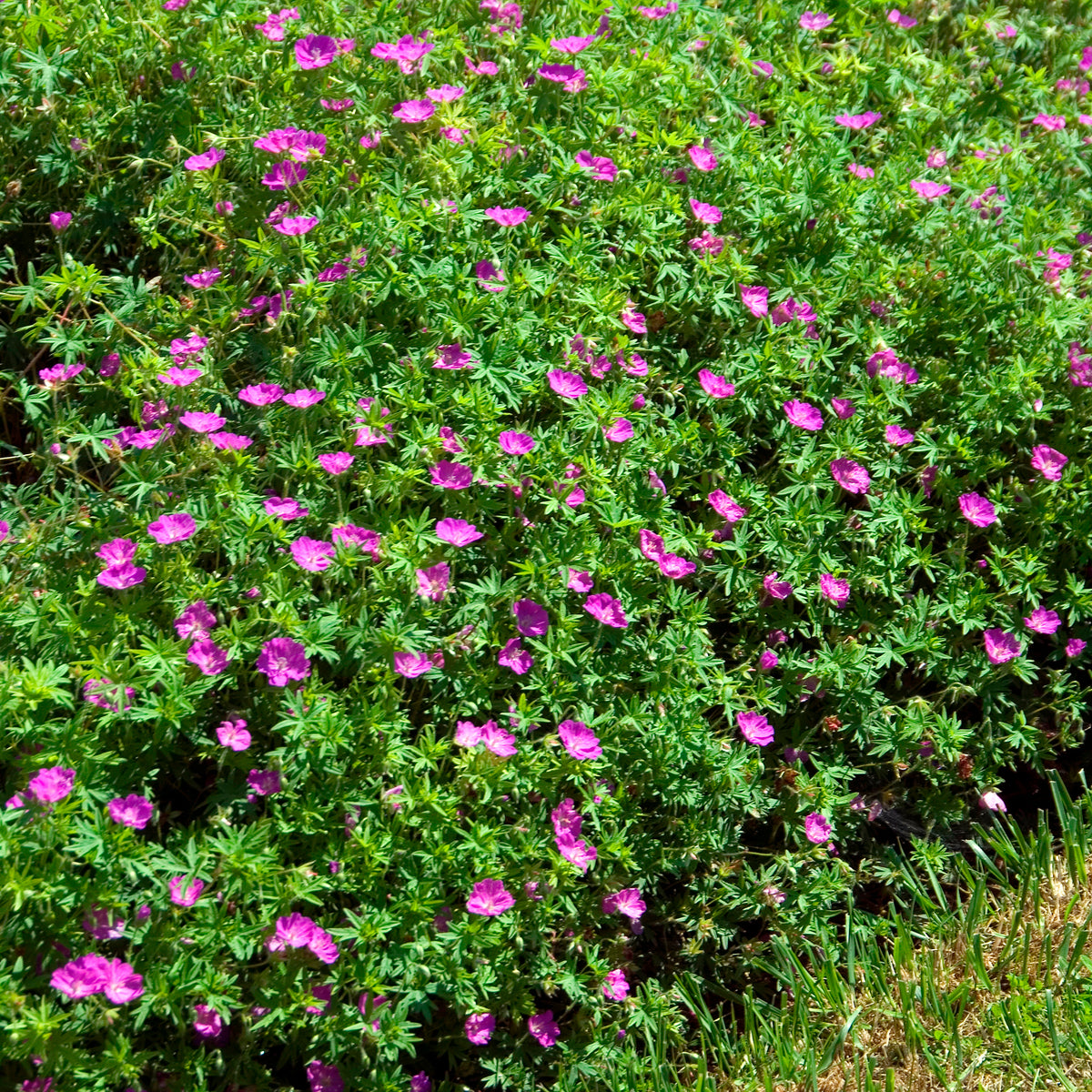 Géranium vivace sanguin Compactum - Willemse