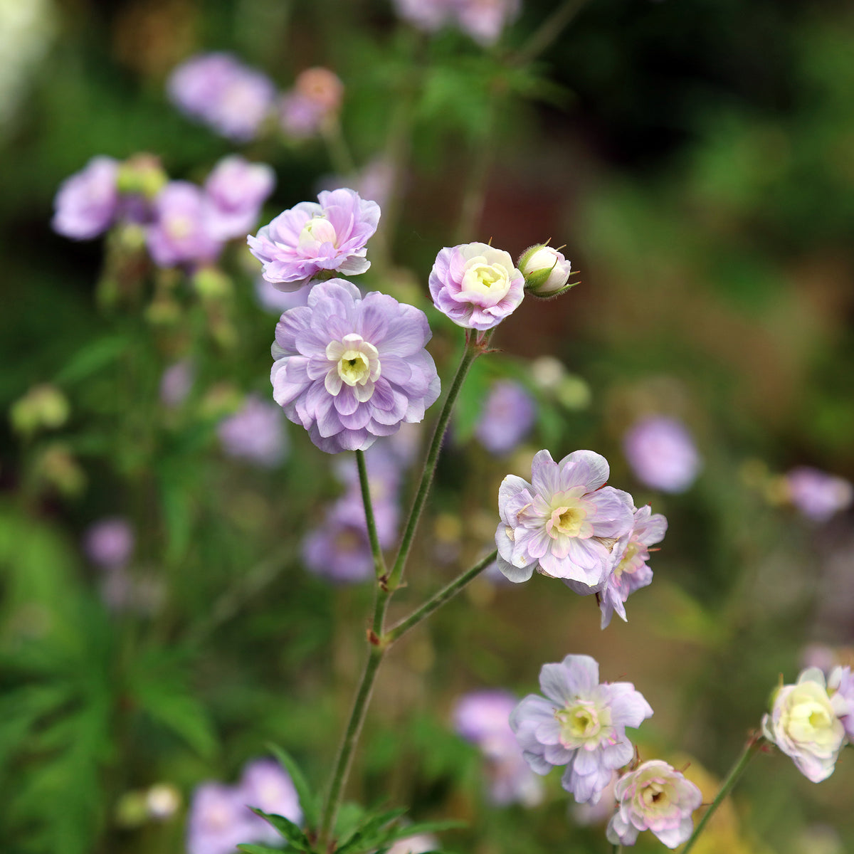 Géranium vivace Summer Skies - Willemse