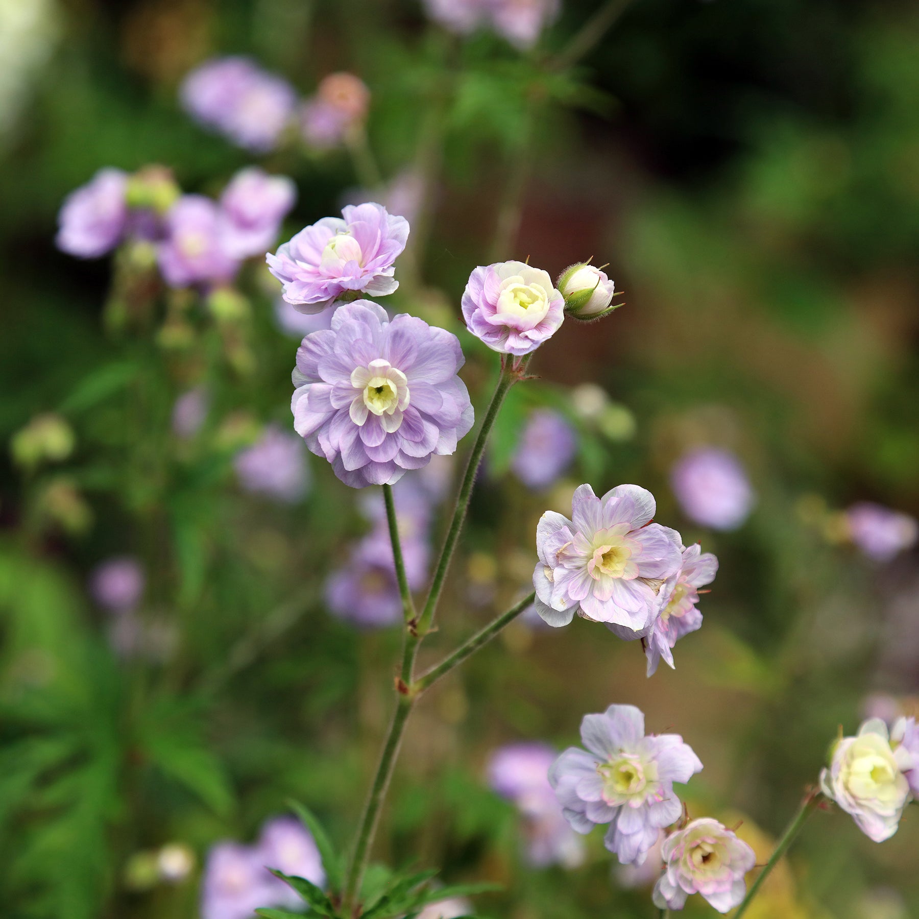 Géranium vivace Summer Skies - Willemse