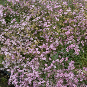Vente Gypsophile rampant Rosea - Gypsophila repens Rosea