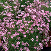 Gypsophile rampant Rosea - Willemse