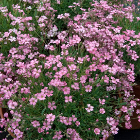 Vente Gypsophile rampant Rosea