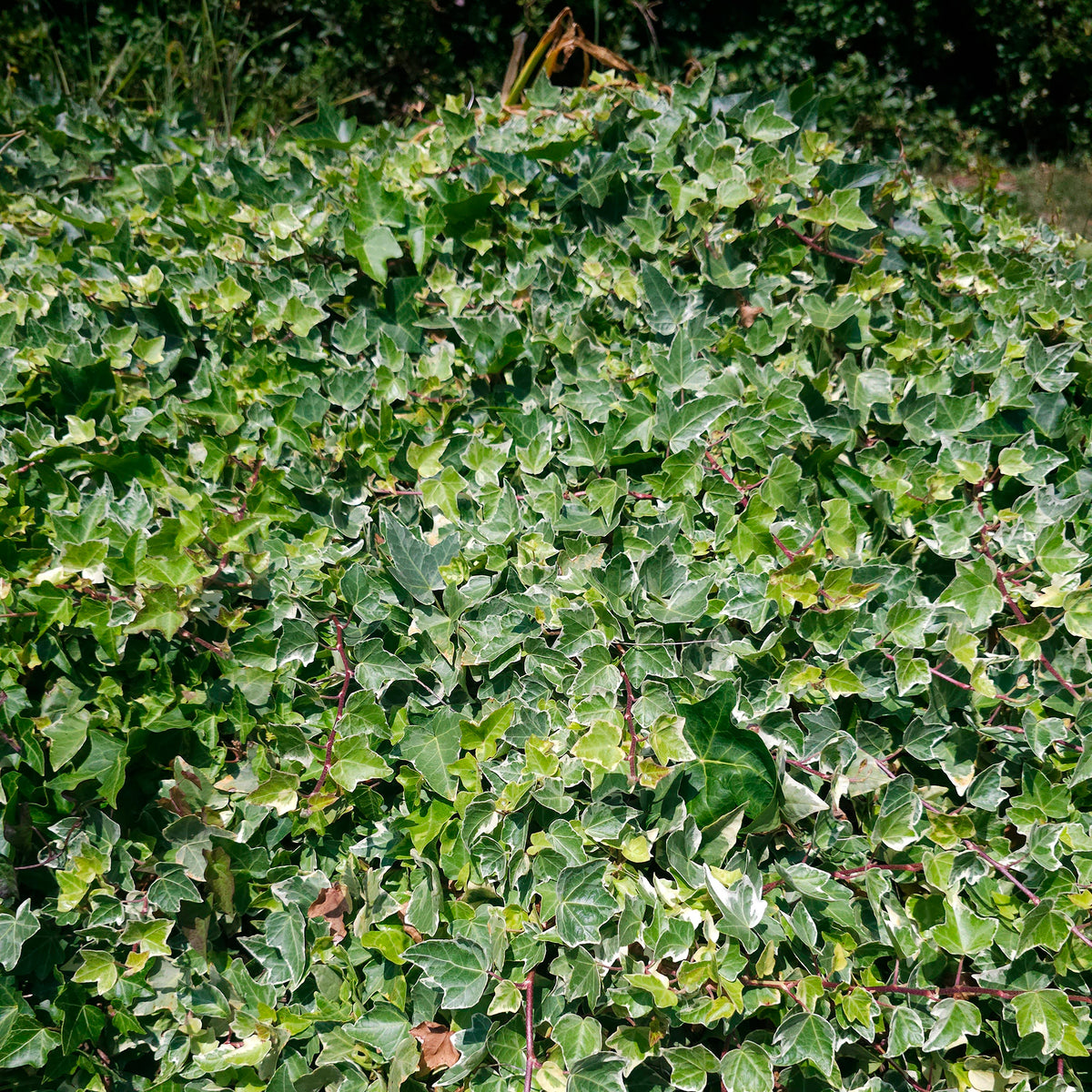 Lierre commun Glacier - Hedera helix Glacier - Willemse