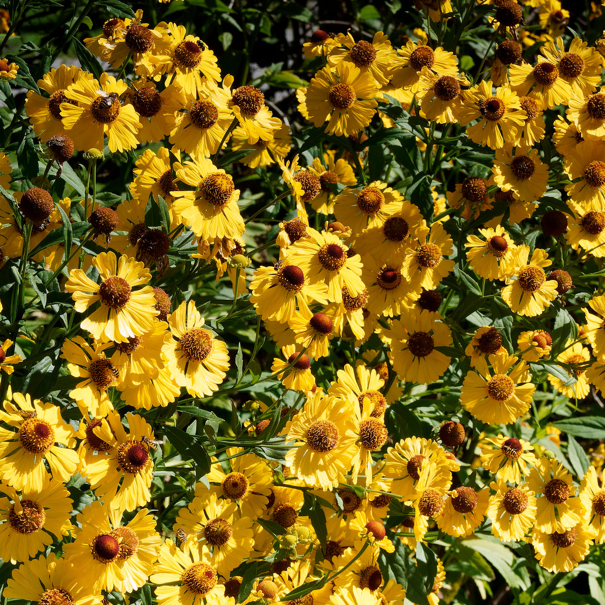 Hélénie d'automne Pumilum Magnificum - Helenium autumnale Pumilum Magnificum - Willemse