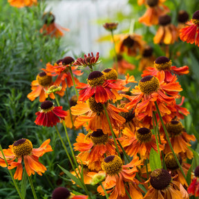 Hélénie Moerheim Beauty - Helenium Moerheim Beauty - Willemse