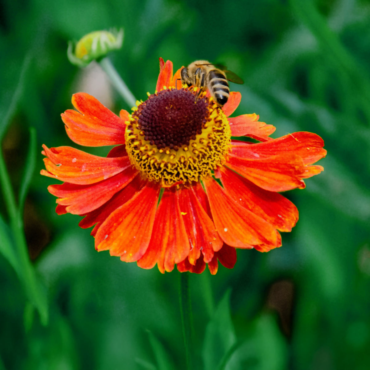 Hélénie Sahin's Early Flowerer - Helenium Sahin's Early Flowered - Willemse