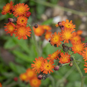 3 Épervières orangées - Hieracium aurantiacum - Willemse