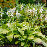Hosta Royal Standard - Willemse