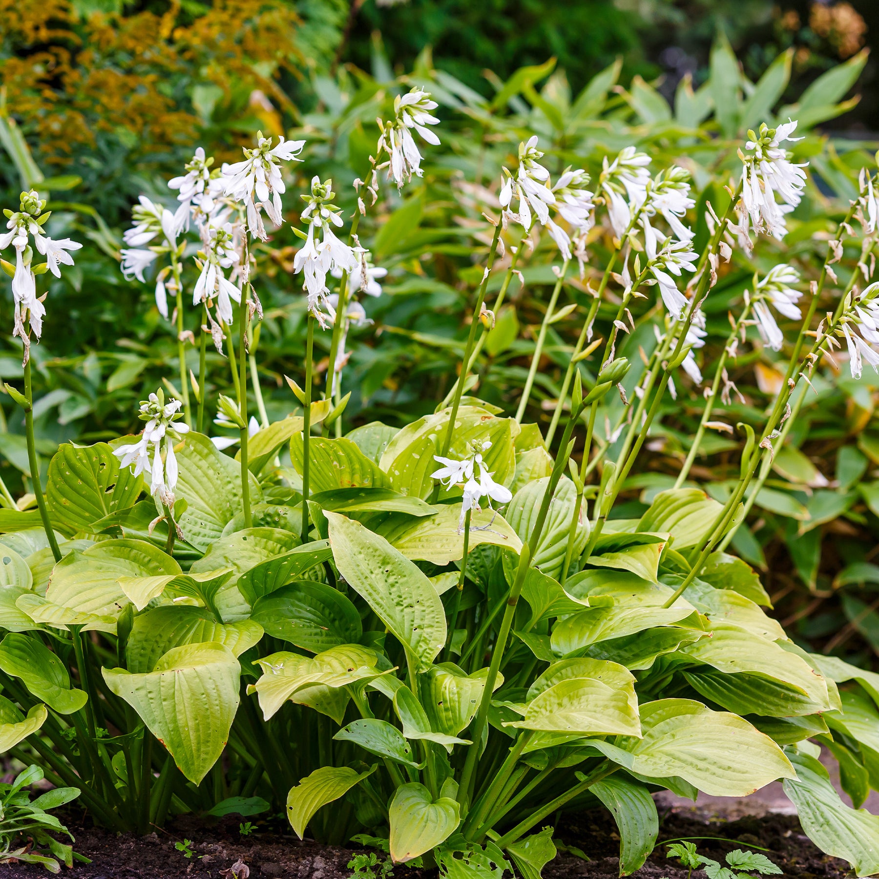 Hosta Royal Standard - Willemse