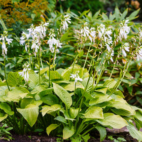 Hosta Royal Standard - Willemse