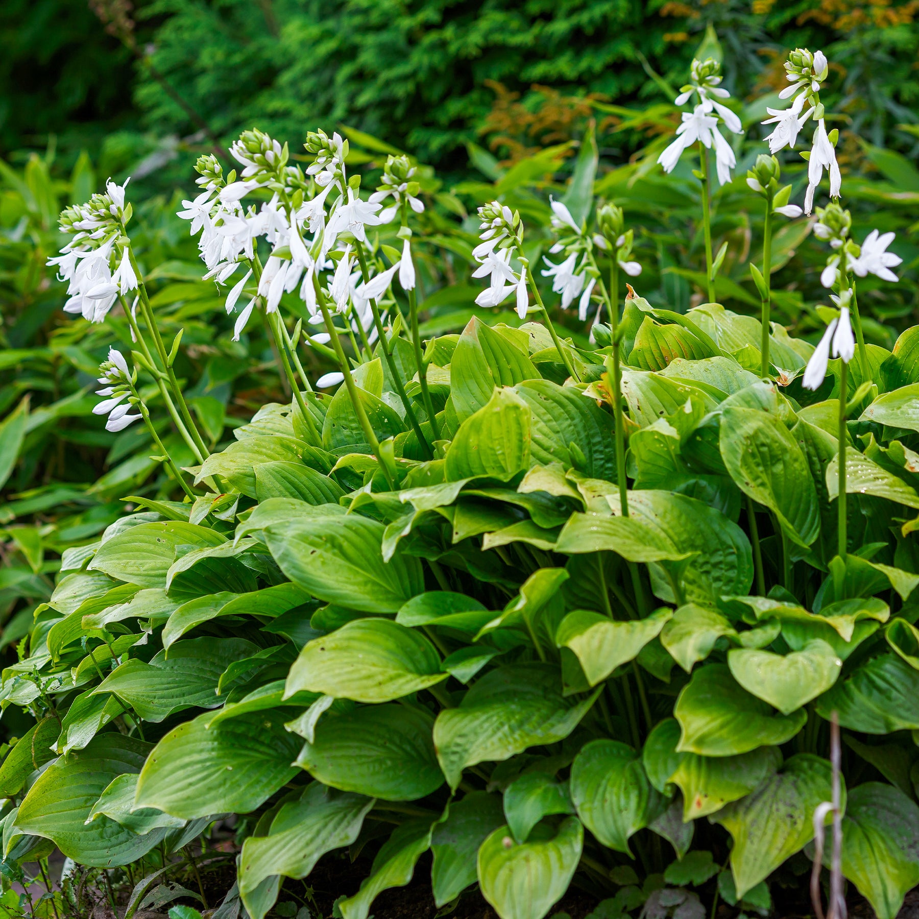 Hosta hybride royal standard - Hosta Royal Standard - Hosta