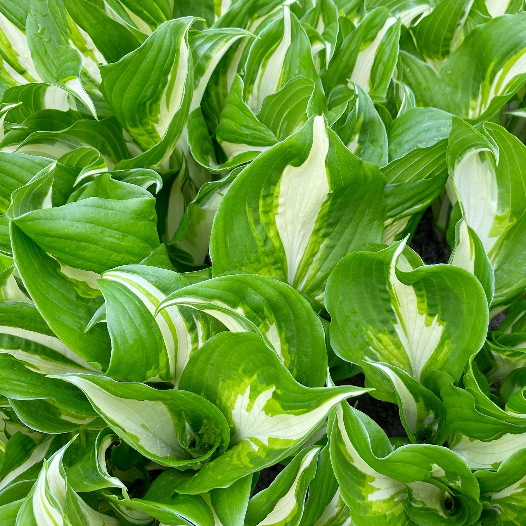 Hosta undulata mediovariegata - Hosta à feuilles ondulées Mediovariegata - Hosta