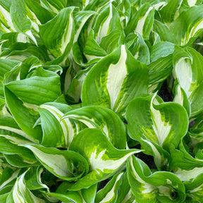 Hosta undulata mediovariegata - Hosta à feuilles ondulées Mediovariegata - Hosta