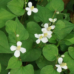 Houttuynia cordata - Poivrier de Chine - Houttuynia - Poivrier de Chine