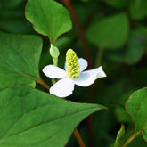 Poivrier de Chine - Houttuynia - Willemse