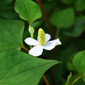Poivrier de Chine - Houttuynia - Willemse