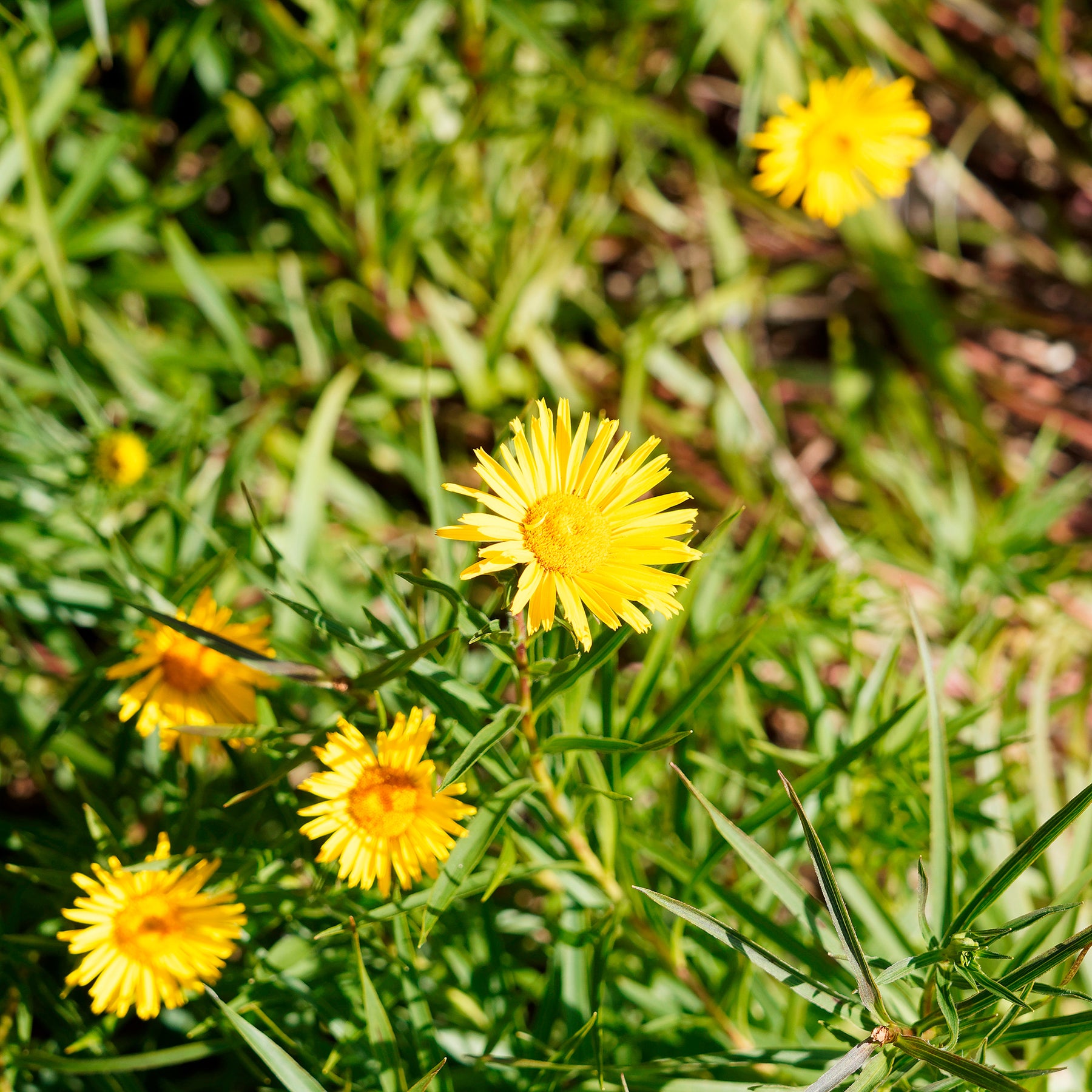 Aunée à feuille en épée - Inula ensifolia - Willemse