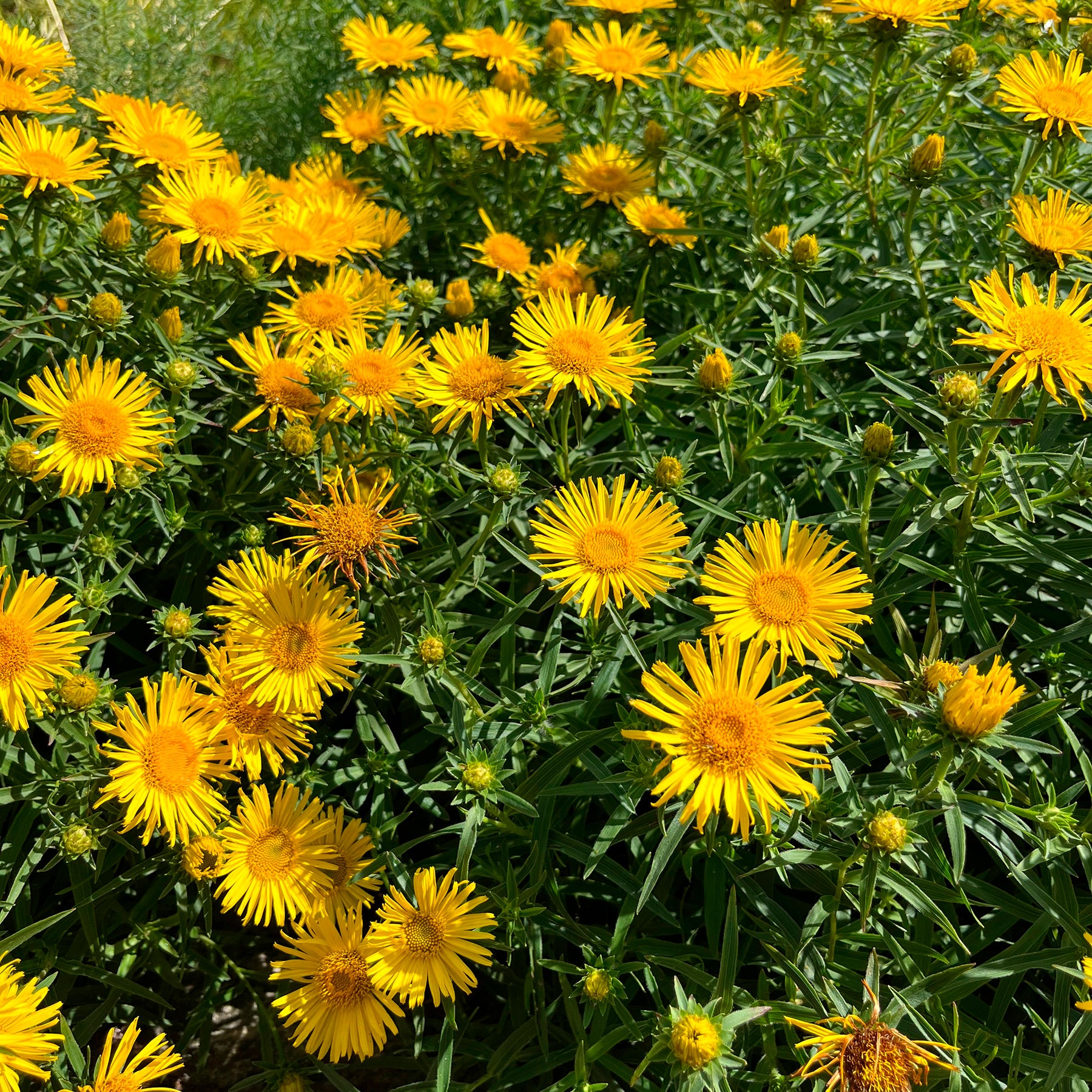 Inula ensifolia - Aunée à feuille en épée - Fleurs vivaces