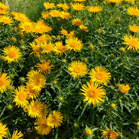 Inula ensifolia - Aunée à feuille en épée - Fleurs vivaces