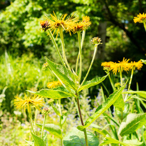 Inula magnifica - Aunée magnifique - Fleurs vivaces