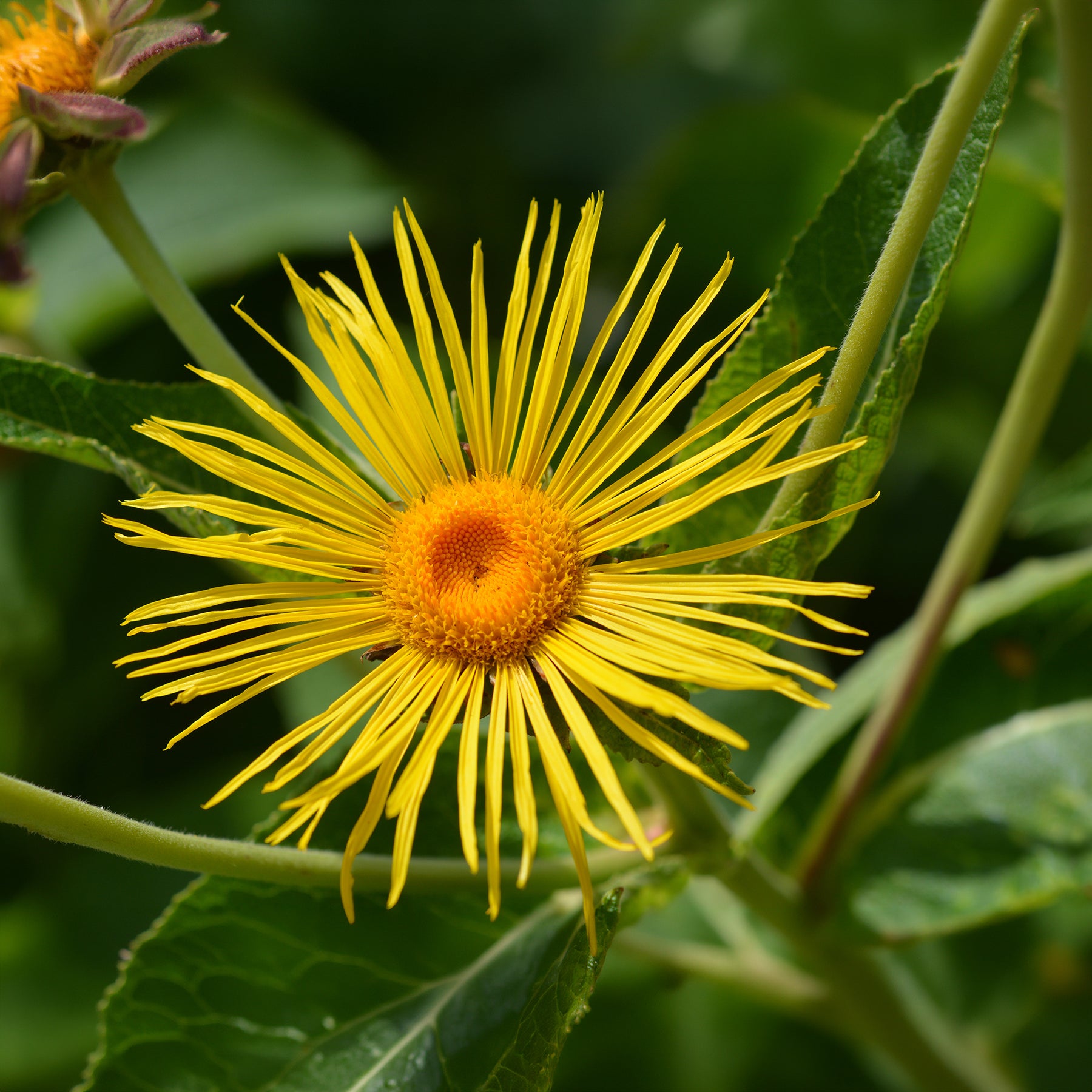 Fleurs vivaces - Aunée magnifique - Inula magnifica
