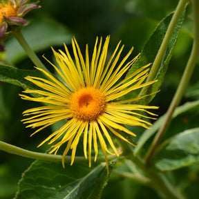 Fleurs vivaces - Aunée magnifique - Inula magnifica