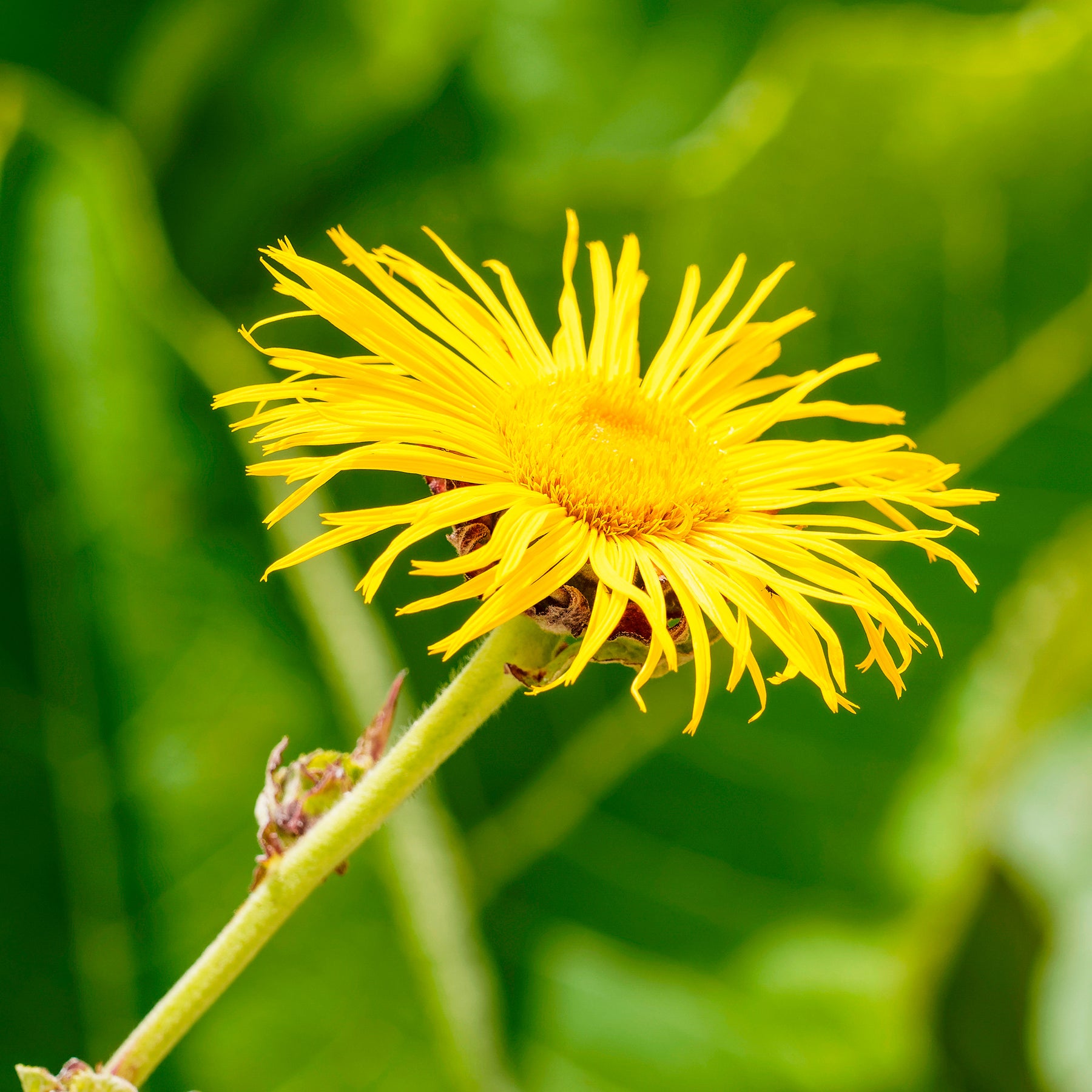 Vente Aunée magnifique - Inula magnifica