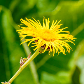 Vente Aunée magnifique - Inula magnifica