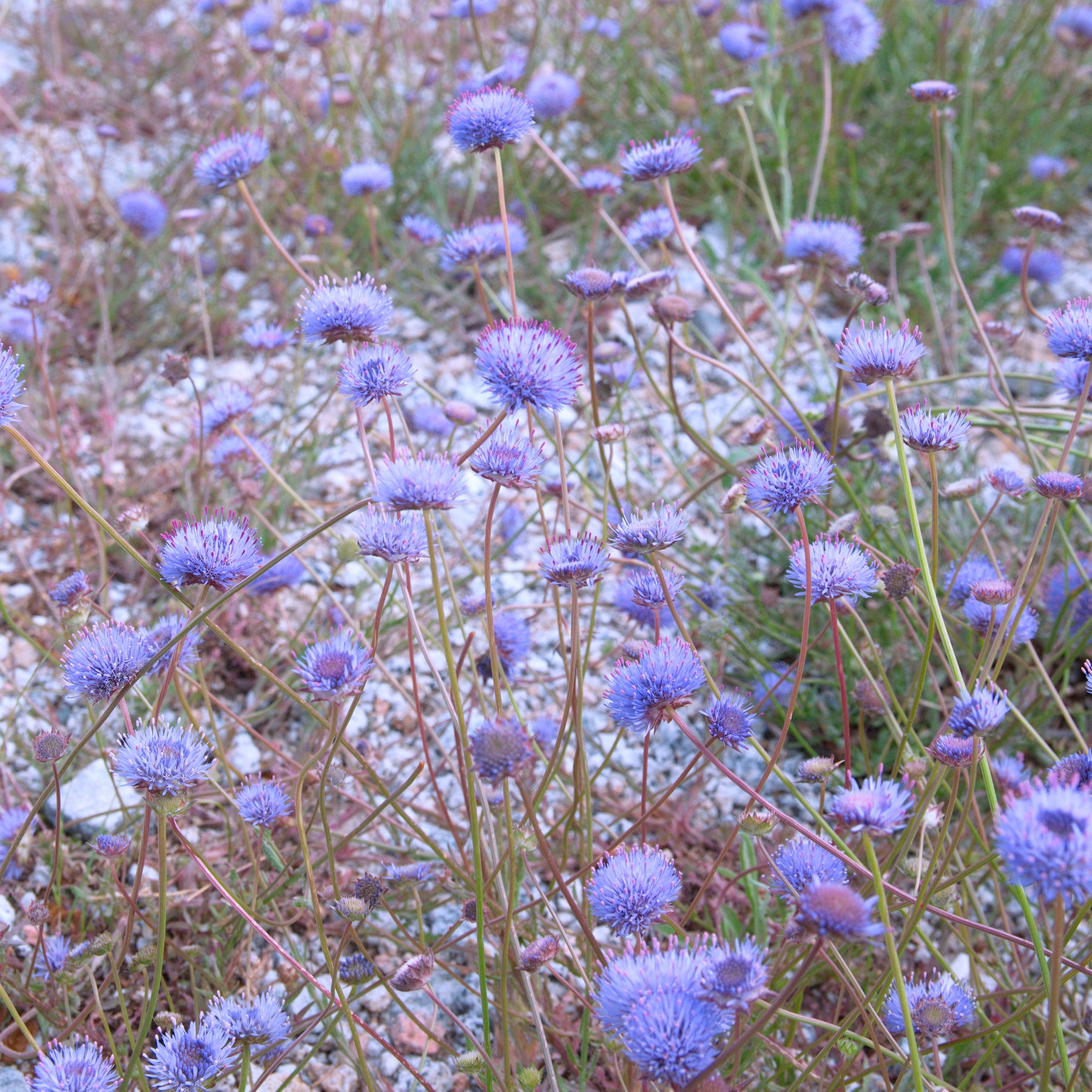 Jasione lisse Blaulicht - Jasione laevis - Willemse