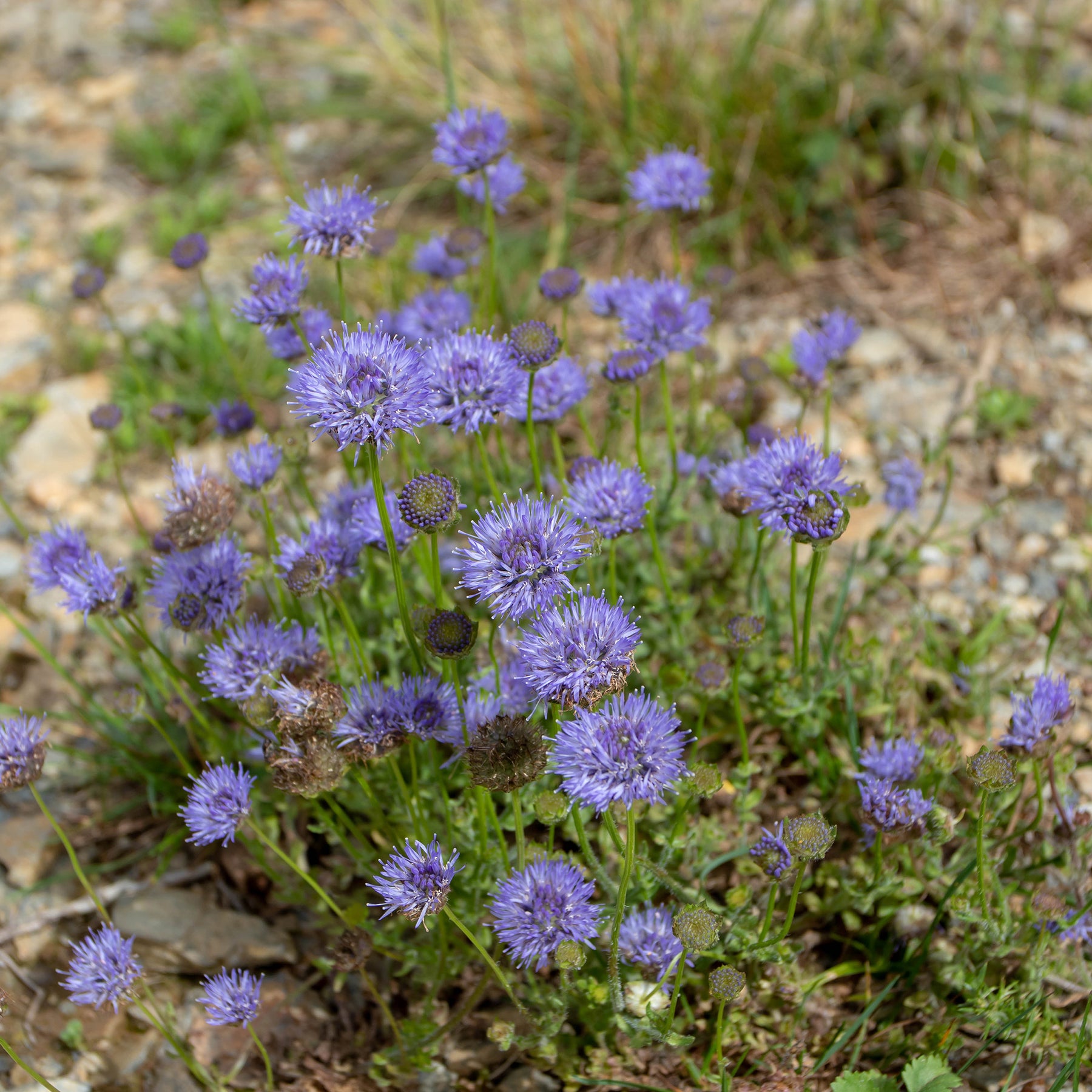 Jasione laevis - Jasione lisse Blaulicht - Vivaces sauvages
