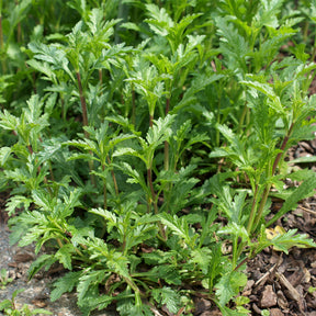 Verveine officinale - Willemse