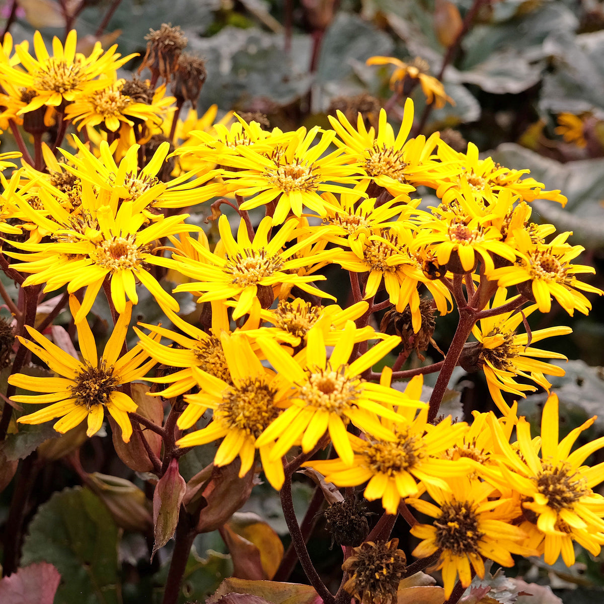 Ligulaire à feuilles dentées Britt Marie Crawford - Ligularia dentata britt-marie crawford - Willemse