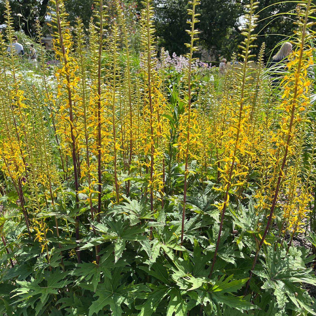Ligulaire de Chine - Ligularia przewalskii - Willemse