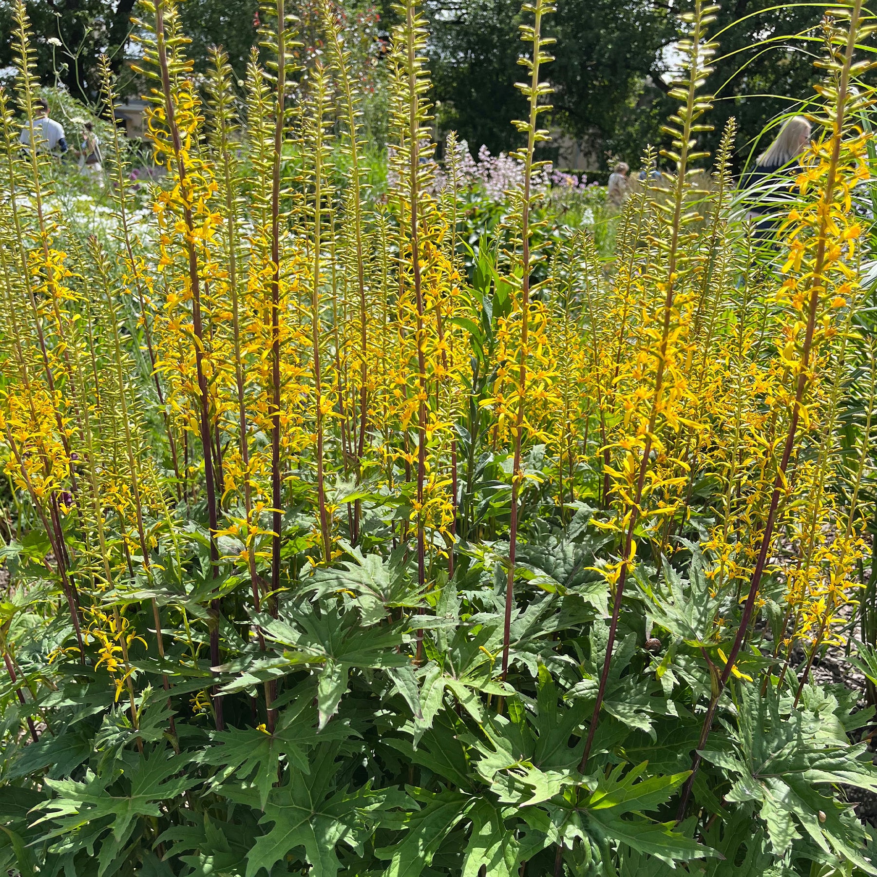 Ligulaire de Chine - Ligularia przewalskii - Willemse