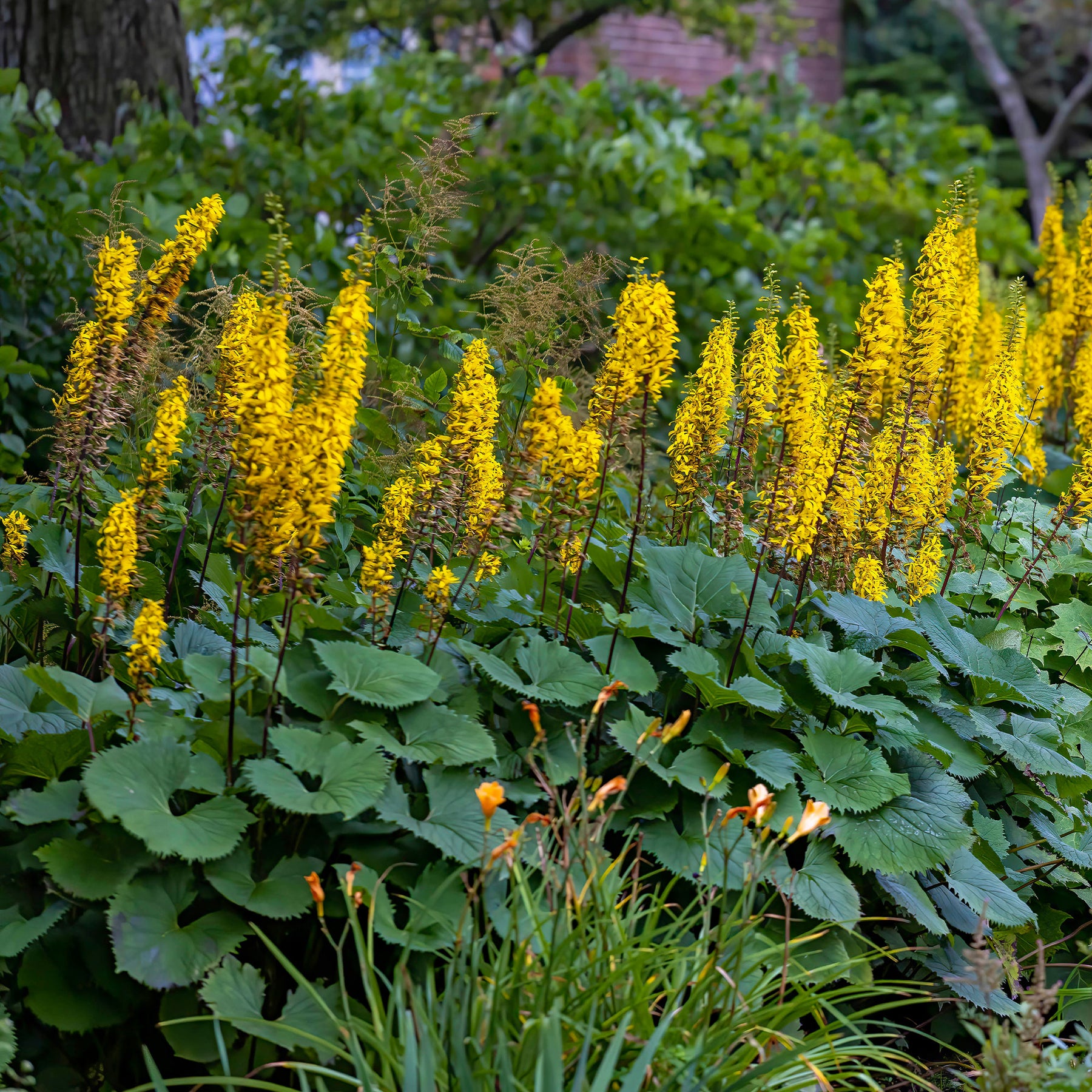Ligulaire du Shavalski The Rocket - Ligularia stenocephala the rocket - Willemse
