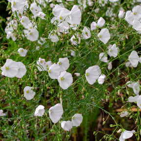 Linum perenne Diamant - Lin vivace Diamant - Fleurs vivaces