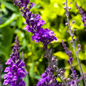 Linaire pourpre - Linaria purpurea - Willemse