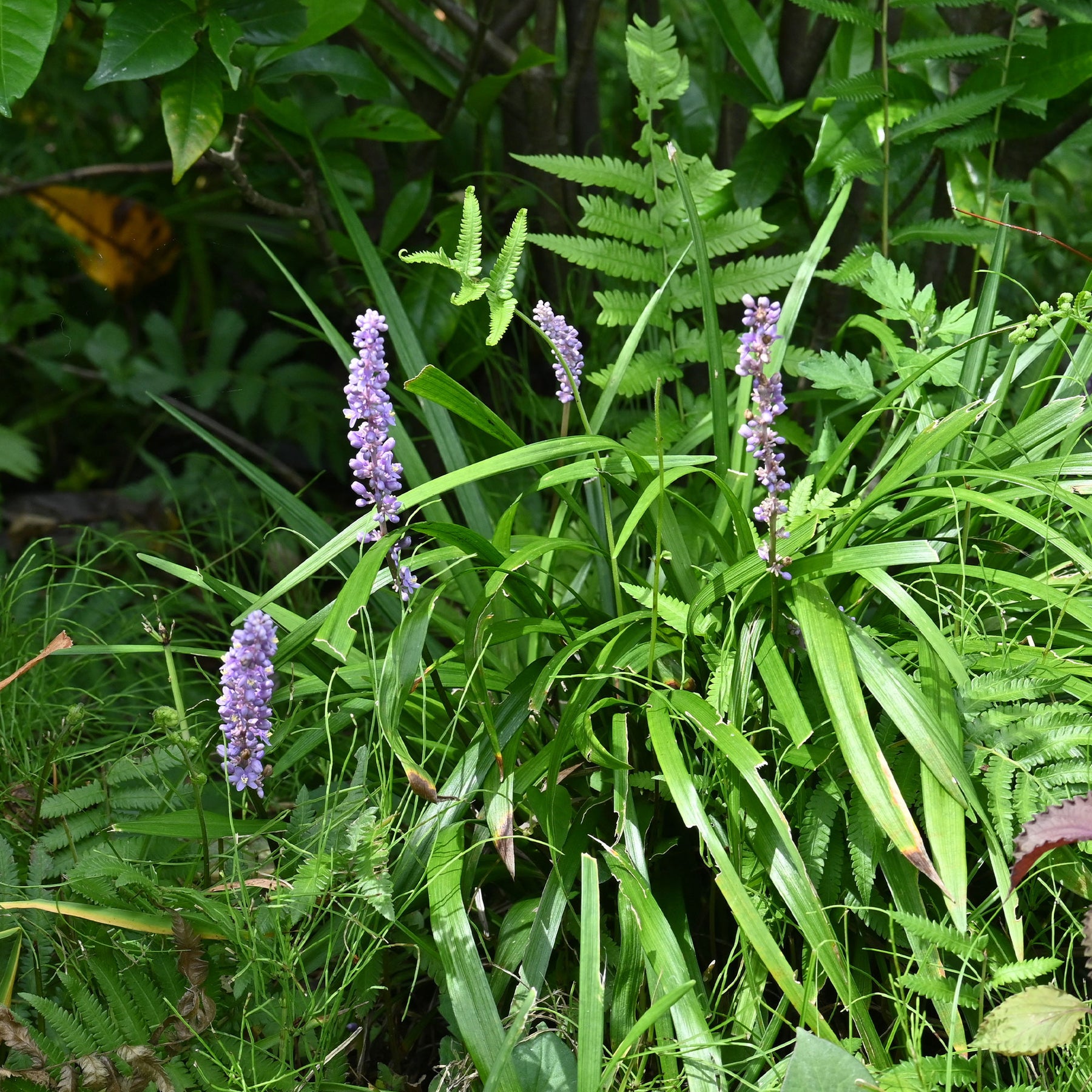 Liriope muscari Big Blue - Liriope muscari Big Blue - Willemse