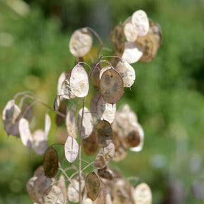 Monnaie du Pape à fleurs blanches - Lunaria annua albiflora - Willemse
