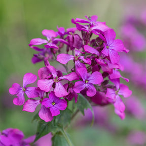 Lunaria annua - Monnaie du pape - Fleurs vivaces
