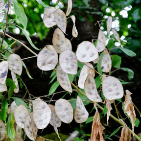 Monnaie du pape - Lunaria annua - Willemse