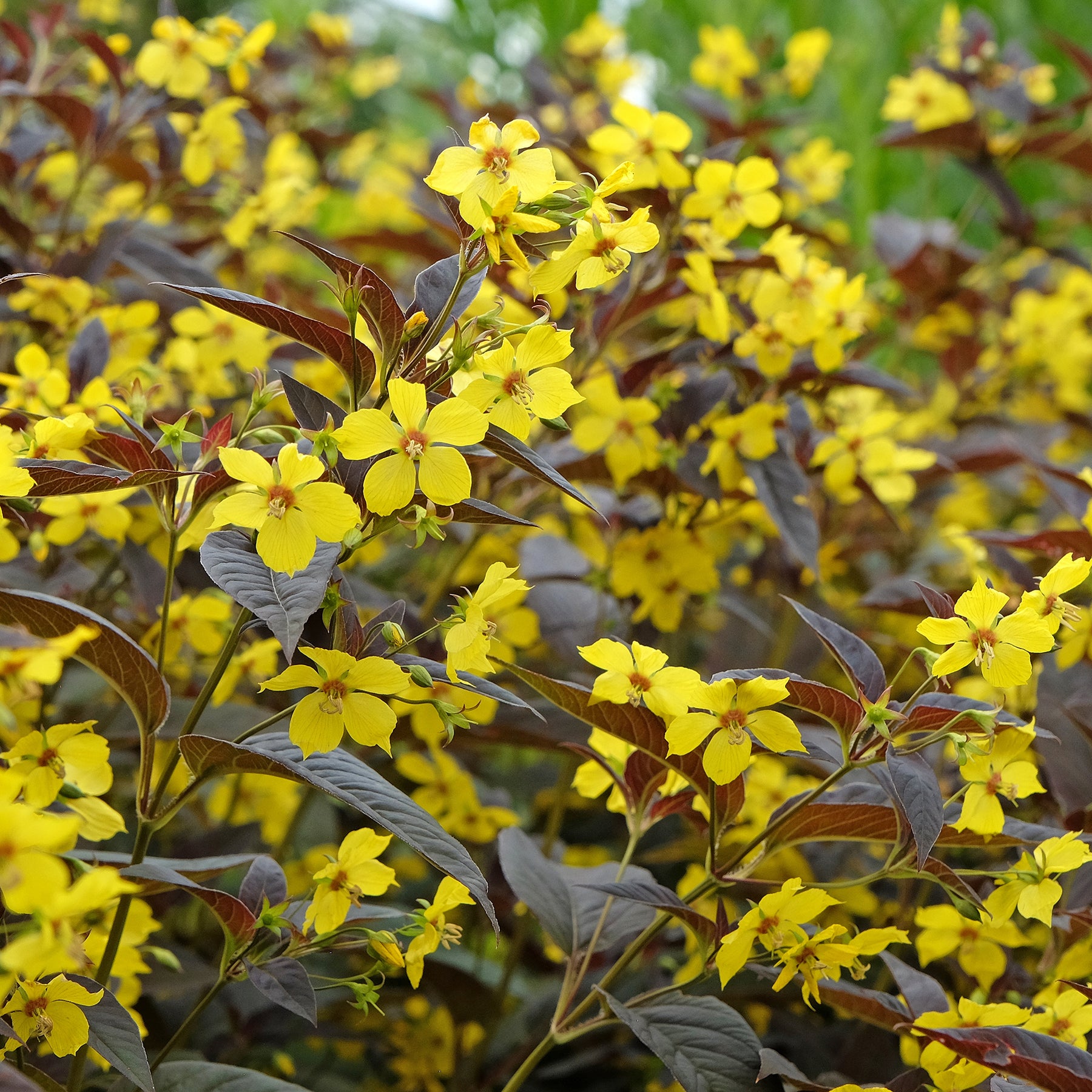 Lysimaque - Lysimaque ciliée Firecracker - Lysimachia ciliata Firecracker